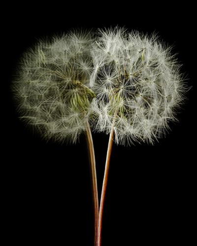 Click to view full screen - Twin Dandelion Fireworks (16/52)
